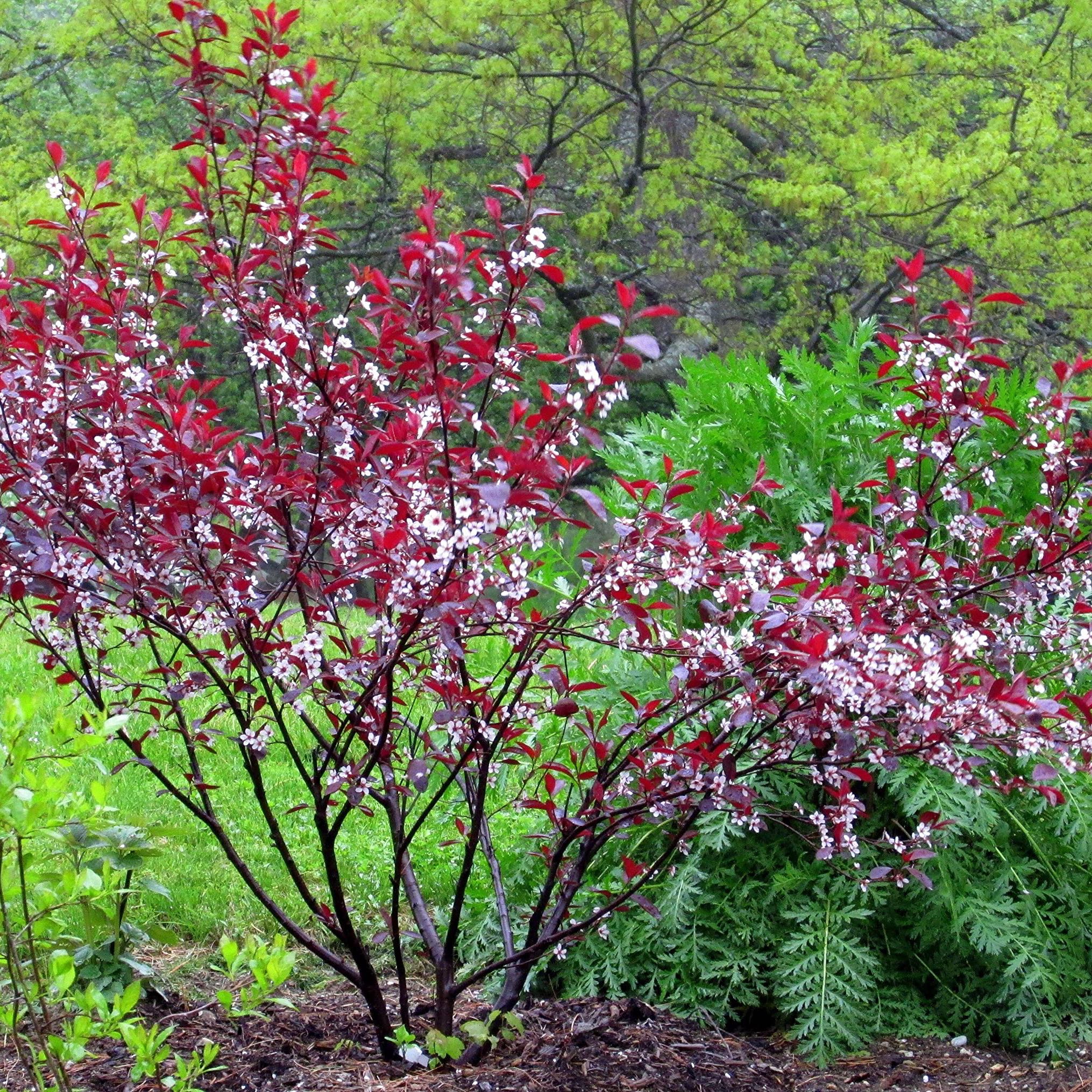 Photo of the plant species Purple Leaf Sand Cherry by @PrimeBlackpea named Sanders on Greg, the plant care app