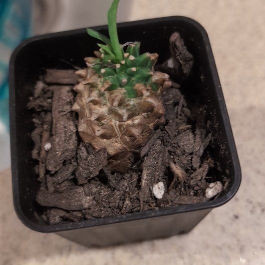 Photo of the plant species Euphorbia Gabizan by @EnjoyableYuzu named Eenie on Greg, the plant care app