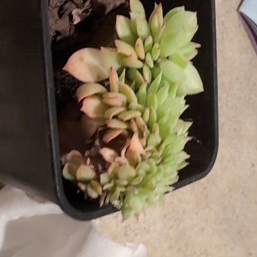 Photo of the plant species Echeveria Pansy Crested by @EnjoyableYuzu named Minee on Greg, the plant care app