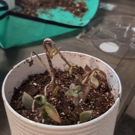 Photo of the plant species succulent by @EnjoyableYuzu named DOA on Greg, the plant care app