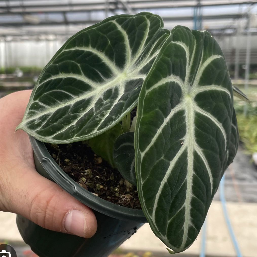 Healthy Alocasia Ninja plant with dark green leaves and white veins, held in a pot.