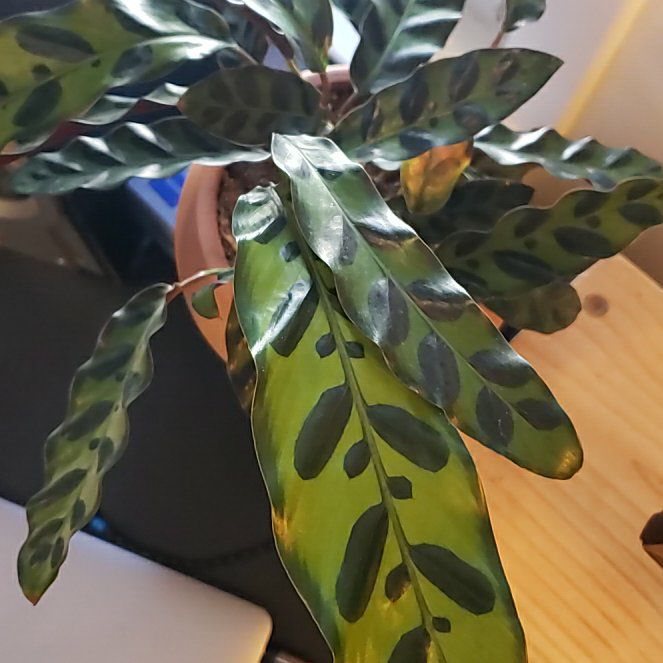 Maya | A plant by @VocalMothorchid on Greg
