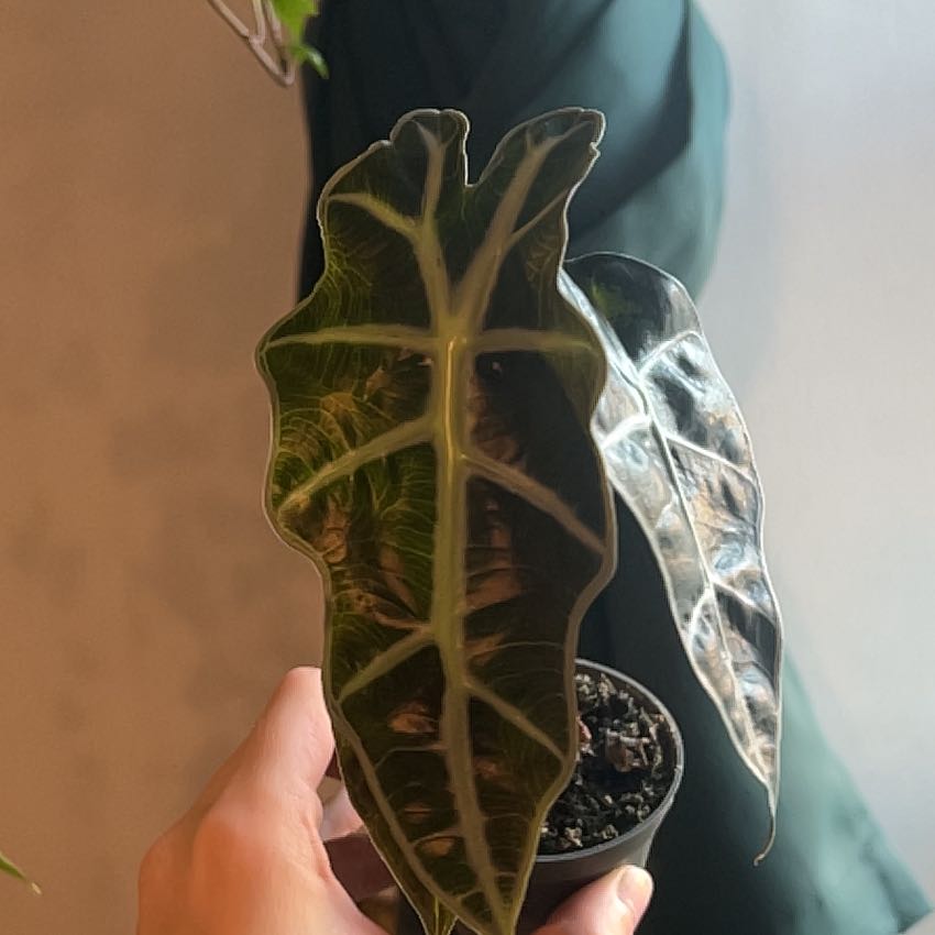 Photo of the plant species Alocasia Curly Bambino by @PromptWharangi named Gregarious on Greg, the plant care app