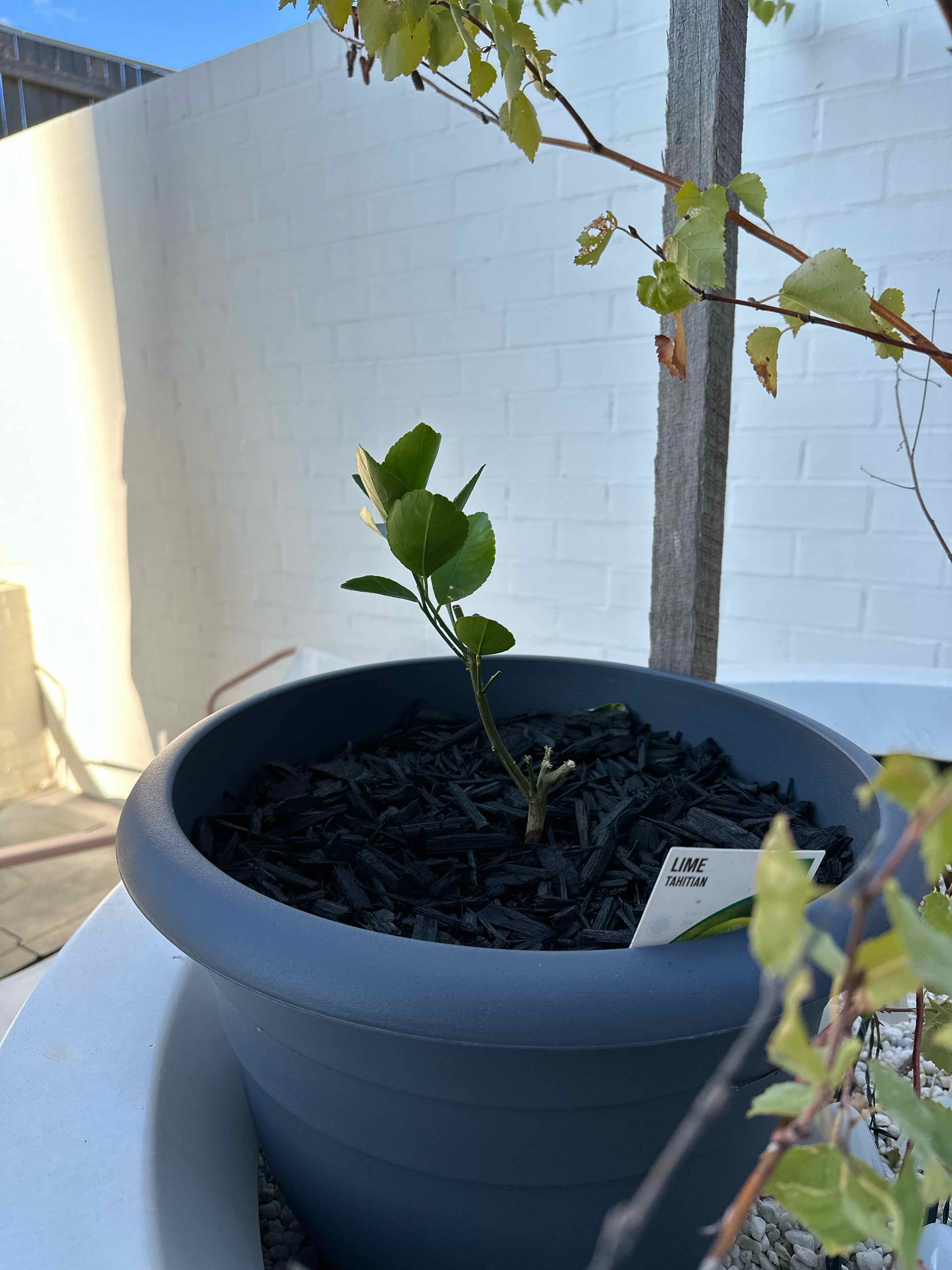 Young Persian Lime plant in a pot with healthy green leaves.
