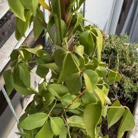 Photo of the plant species Bower Plant by @SlinkyLungwort named ChloroPhil on Greg, the plant care app