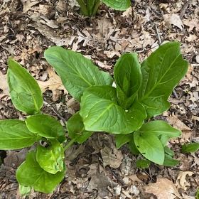 Photo of the plant species Skunk Cabbage by @WiseRosemary named Robert Plant on Greg, the plant care app