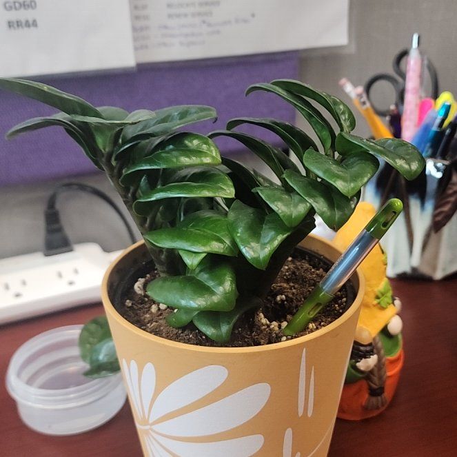 Photo of the plant species Zz plant by @AgilePalmgrass named Peter Parker on Greg, the plant care app