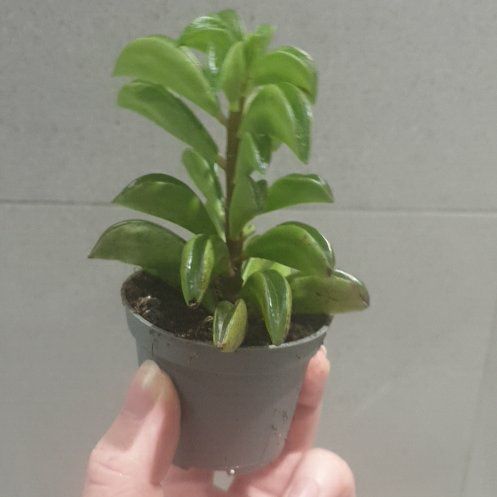 Photo of the plant species Peperomia 'Fire Sparks' by @PetiteIodanthus named Tupot amaroot on Greg, the plant care app