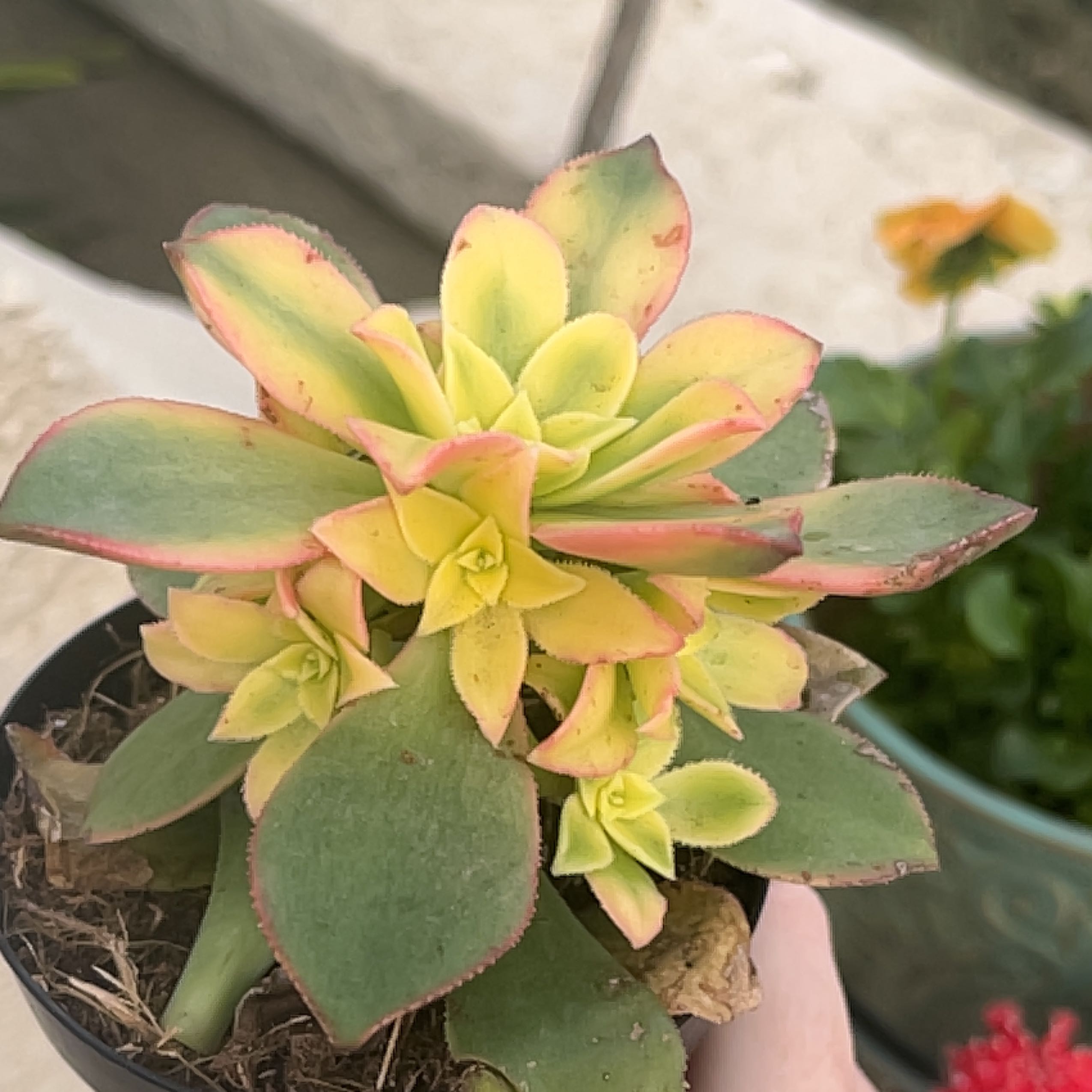 Photo of the plant species Aeonium percarneum 'Kiwi' by @SwiftCoralreef named Kiwi on Greg, the plant care app