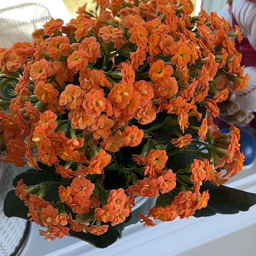 Photo of the plant species Calandiva Orange Florist Kolanchoe by @MagicalWildlime named Leaf Erickson on Greg, the plant care app