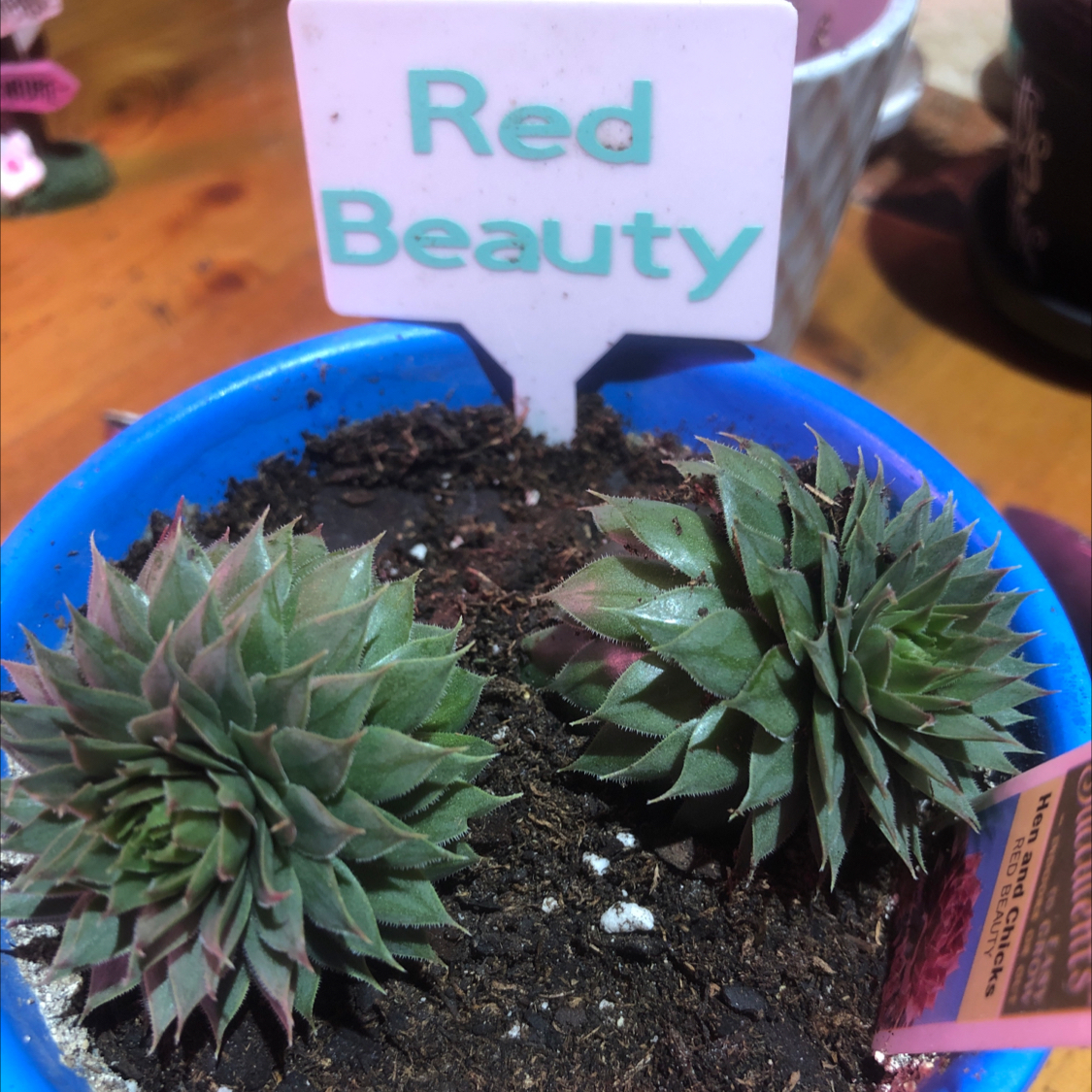 Photo of the plant species Sempervivum 'Red Beauty' by @HotBrakefern named Red Beauty on Greg, the plant care app