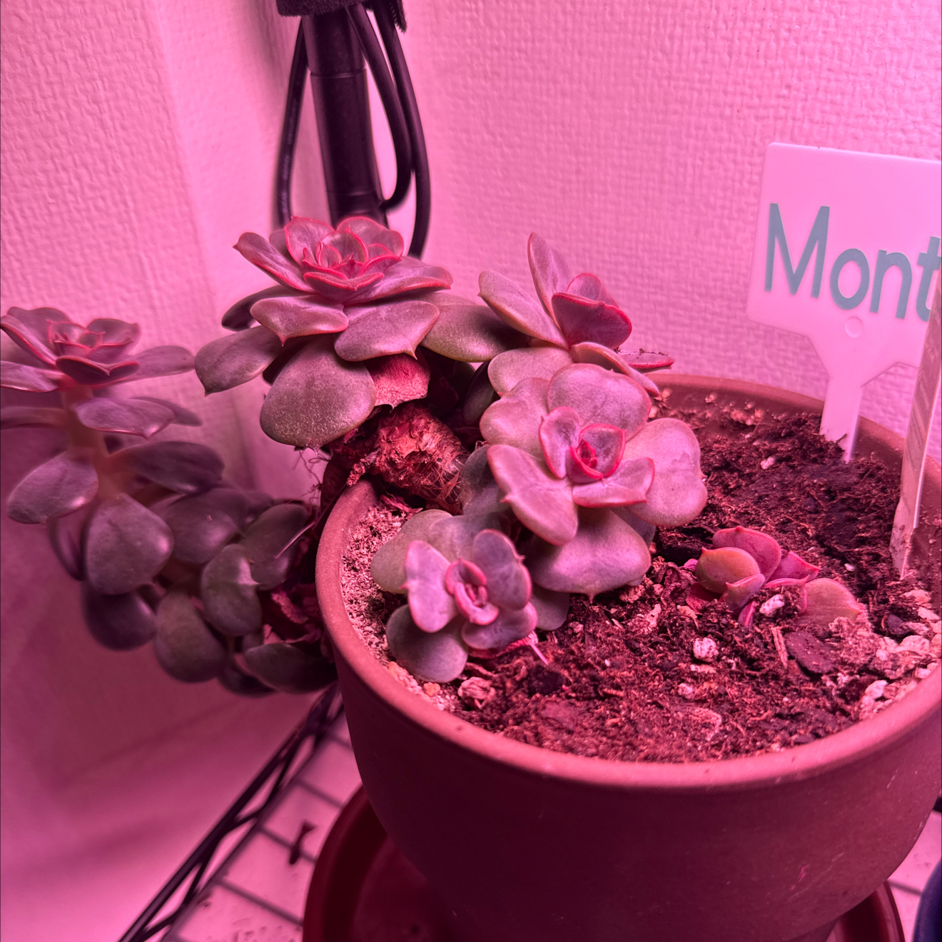 Photo of the plant species Echeveria 'Mont Blanc' by @HotBrakefern named Monty on Greg, the plant care app