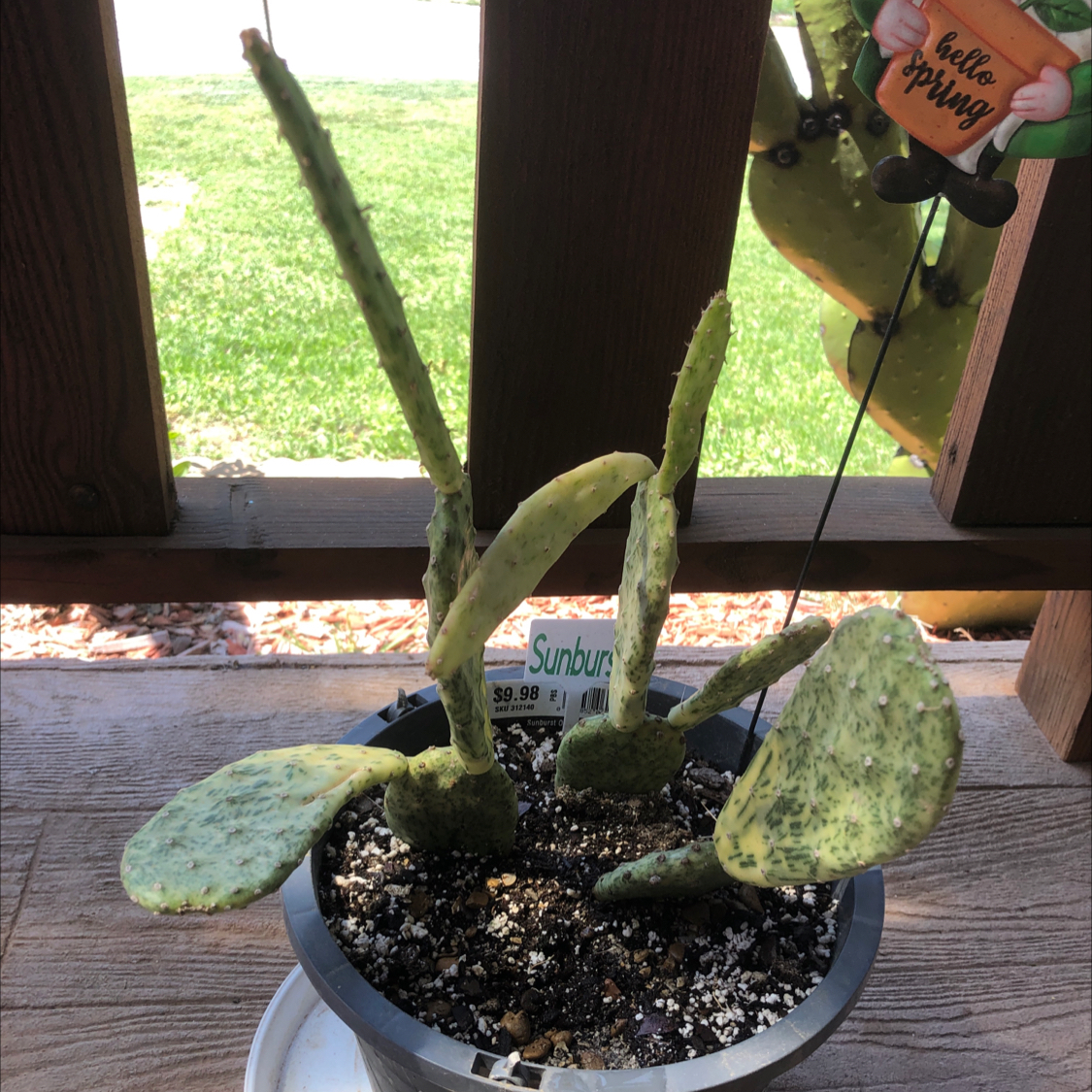 Photo of the plant species Warm Hand Cactus by @HotBrakefern named Sunburst on Greg, the plant care app