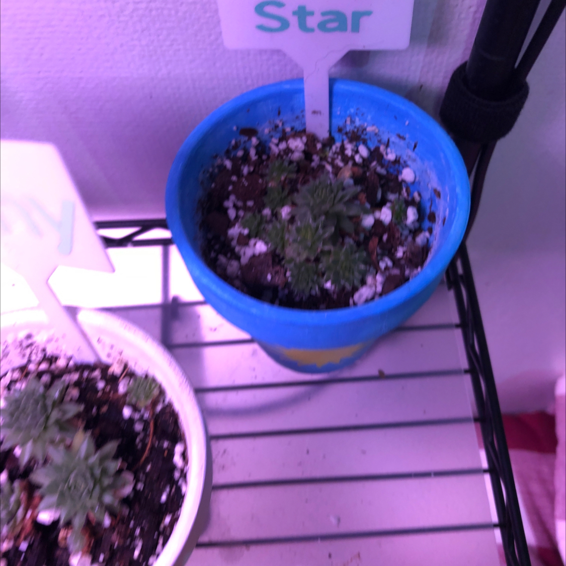 Photo of the plant species Sempervivum 'Pilatus' by @HotBrakefern named Sunny star on Greg, the plant care app
