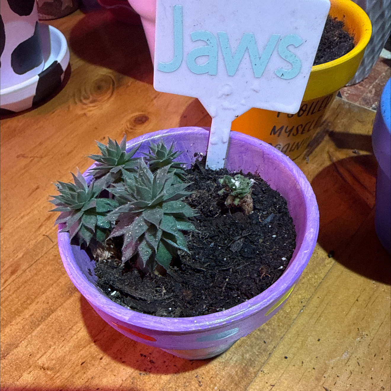 Photo of the plant species Sempervivum 'Red Beauty' by @HotBrakefern named Jaws on Greg, the plant care app