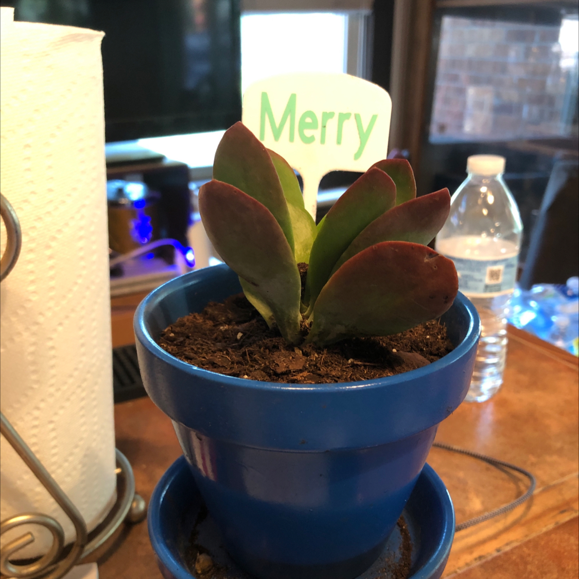 Photo of the plant species Kalanchoe 'Dragonfire' by @HotBrakefern named Merry on Greg, the plant care app