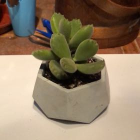 Photo of the plant species Cotyledon tomentosa subsp. ladismithiensis by @HotBrakefern named Kitty on Greg, the plant care app