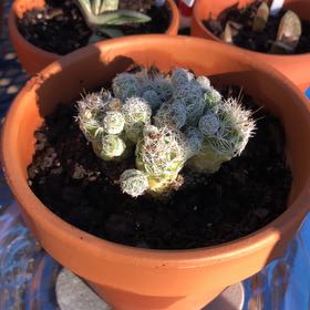 Photo of the plant species Thimble Cactus f. monstrose by @HotBrakefern named Kobe on Greg, the plant care app