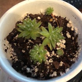 Photo of the plant species Sempervivum 'Pilatus' by @HotBrakefern named Tony on Greg, the plant care app