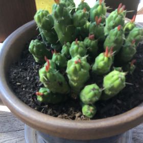 Photo of the plant species Opuntia Gumby by @HotBrakefern named Gumbi on Greg, the plant care app