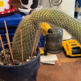 Photo of the plant species Coryphantha erecta by @HotBrakefern named Ulysses S Plant on Greg, the plant care app