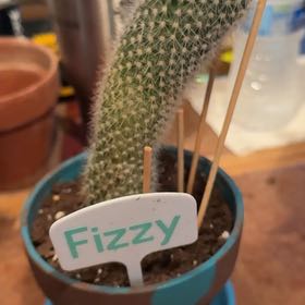 Photo of the plant species Monkey Tail Cactus by @HotBrakefern named Fizzy on Greg, the plant care app