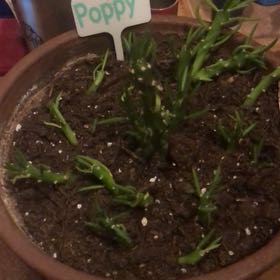 Photo of the plant species Gumby by @HotBrakefern named Poppy FP on Greg, the plant care app