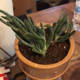 Photo of the plant species Blue Chalk Stick by @HotBrakefern named Poppy on Greg, the plant care app