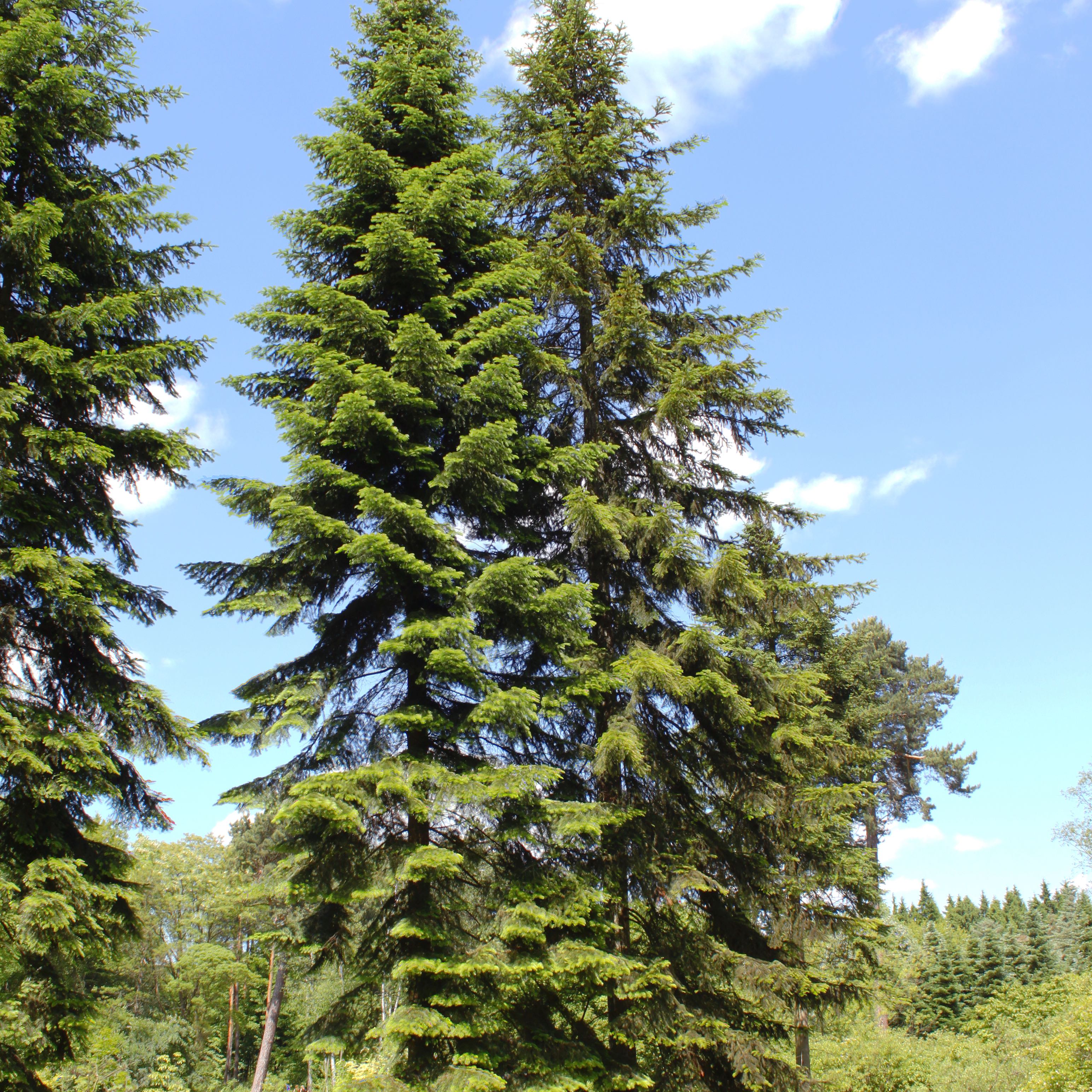 Photo of the plant species Siberian Fir by @TastySilverspa named Michelle Branch on Greg, the plant care app