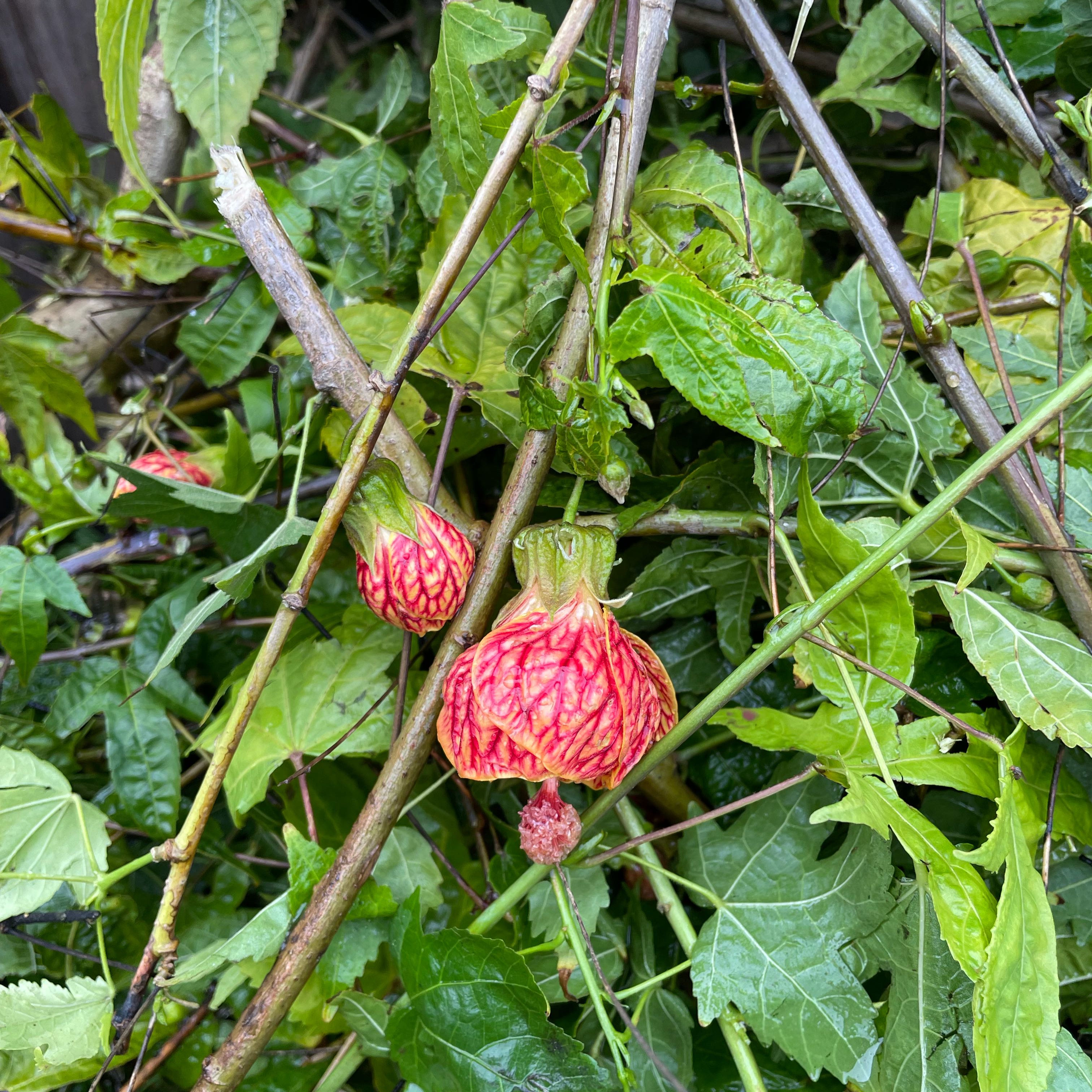 Photo of the plant species Redvein Abutilon by @StarryBegonia named Homer on Greg, the plant care app