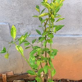 Photo of the plant species Moro Blood Orange by @LargeTarbush named Osmo on Greg, the plant care app