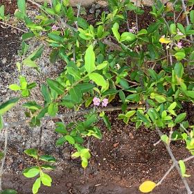 Photo of the plant species Barbados Cherry by @LargeTarbush named Rosa on Greg, the plant care app