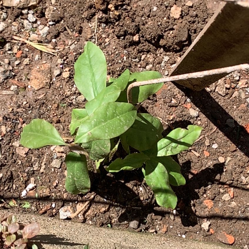 Photo of the plant species Barbados Gooseberry by @LargeTarbush named Sproutacus on Greg, the plant care app