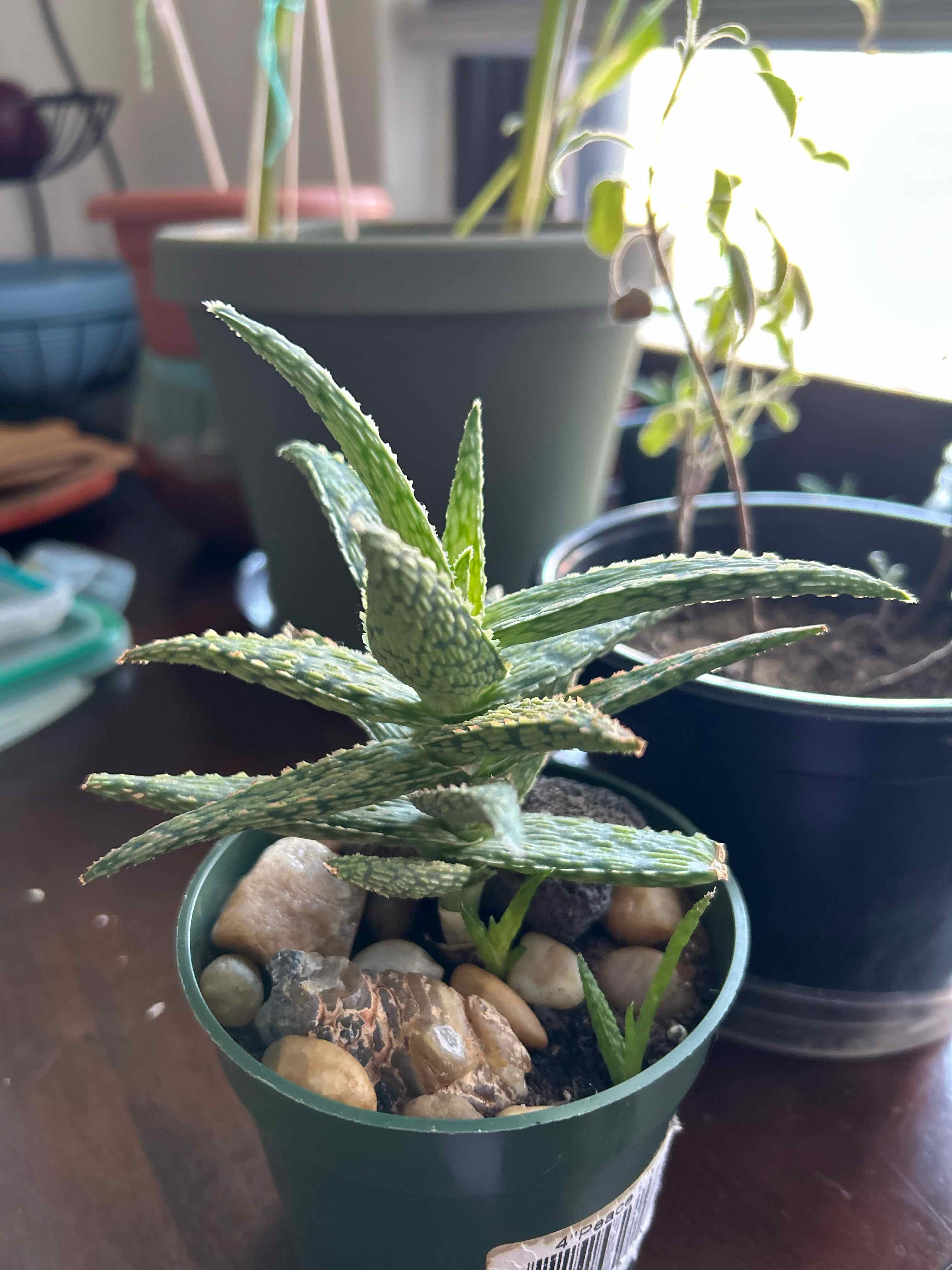 Pink Blush Aloe plant in a pot with decorative stones, appears healthy.