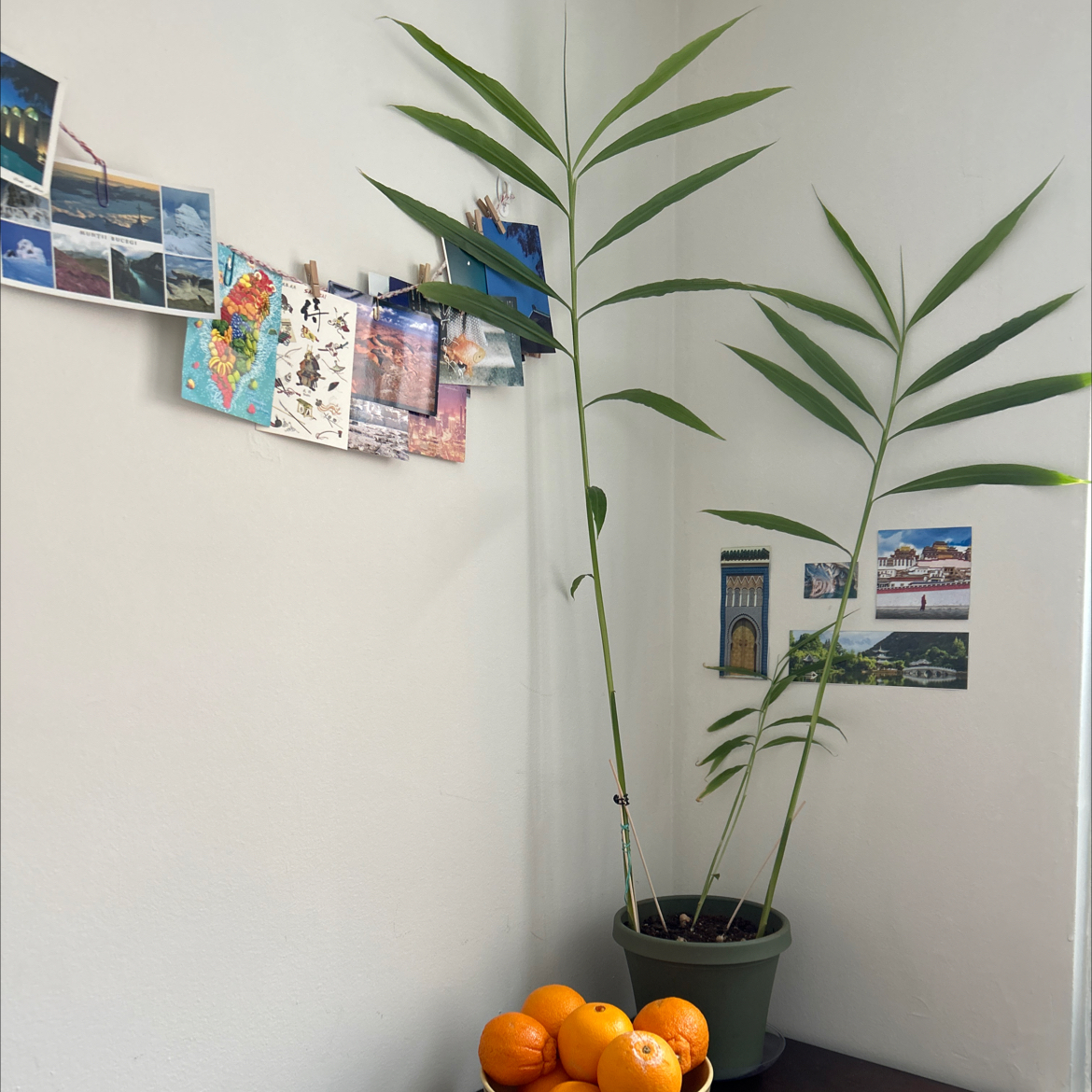 Photo of the plant species Yellow Ginger by @elizabeth.myrrh named Zinjabil on Greg, the plant care app