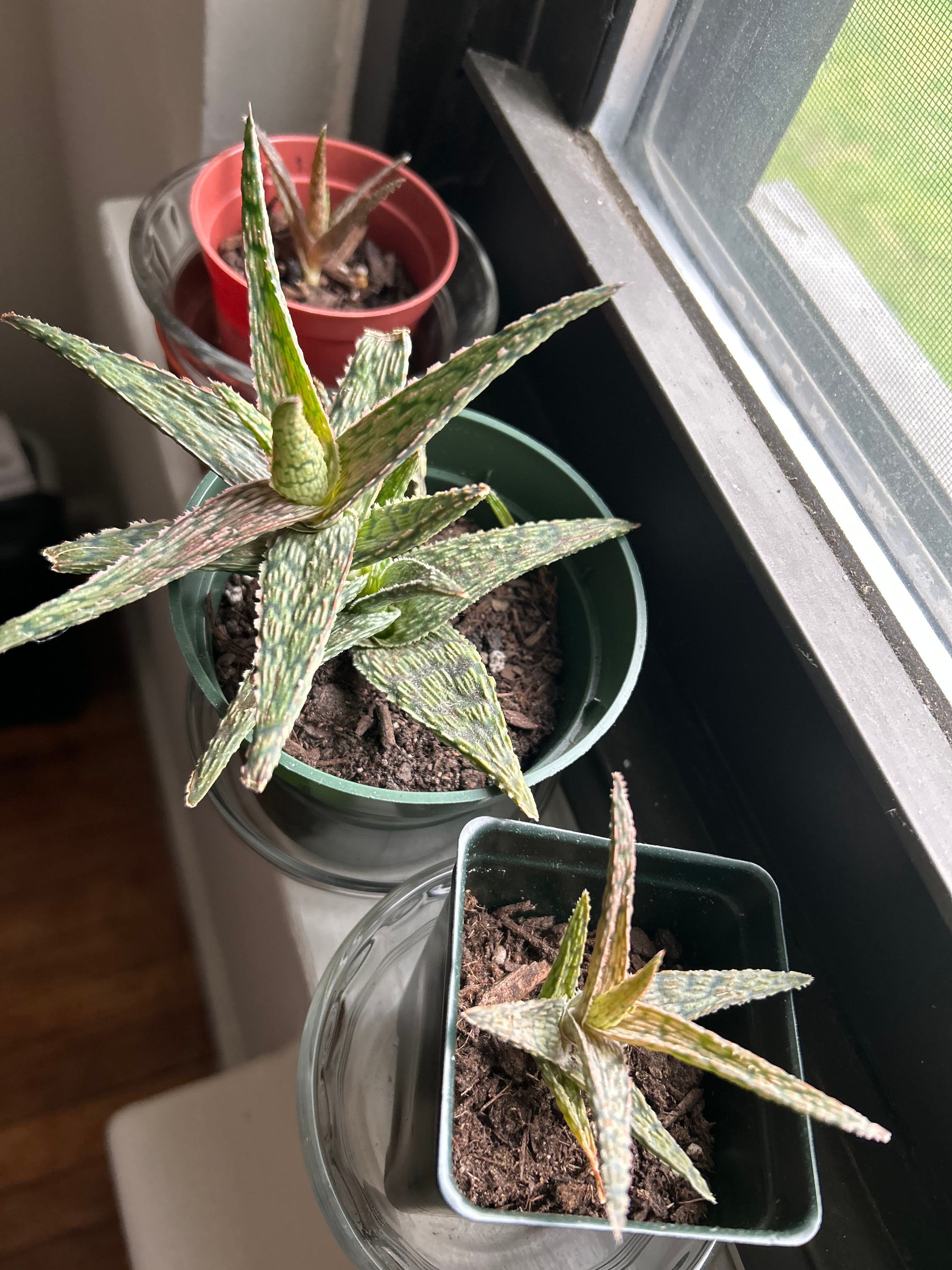 How to Cure Black Spots on Your Aloe 'Pink Blush' 🩹