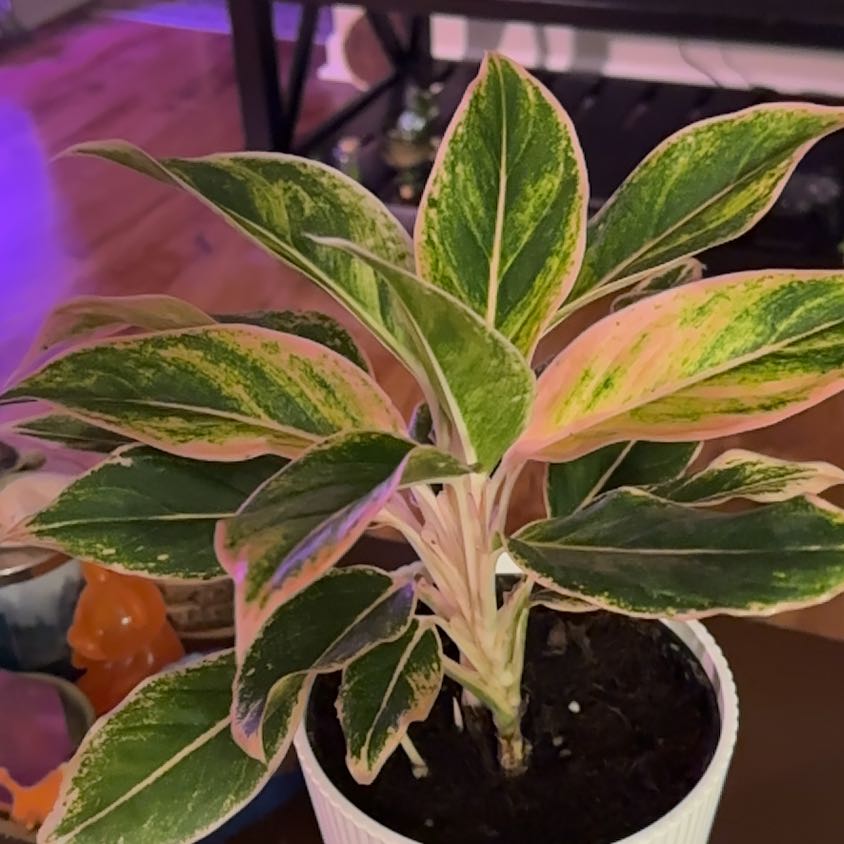 Photo of the plant species Chinese Evergreen Hot Pink Valentine Wishes by @Ashient named Pinkie on Greg, the plant care app