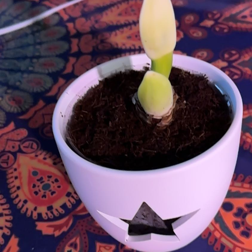 Photo of the plant species Amaryllis by @Ashient named Ryllis on Greg, the plant care app