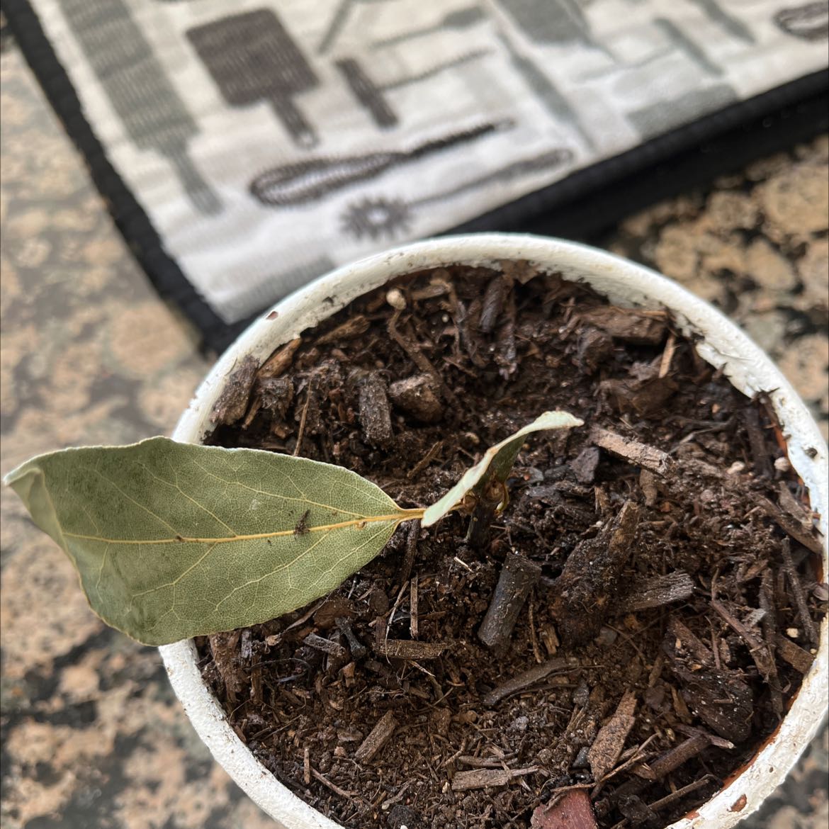 Bay Laurel plant in a pot with visible soil and a single wilting leaf.
