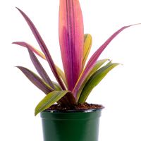 Photo of the plant species Tradescantia Sunny Star by @MasterfulKale named Mimi on Greg, the plant care app