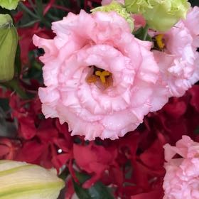Photo of the plant species Persian Buttercup by @IdolSuriana named Planty on Greg, the plant care app