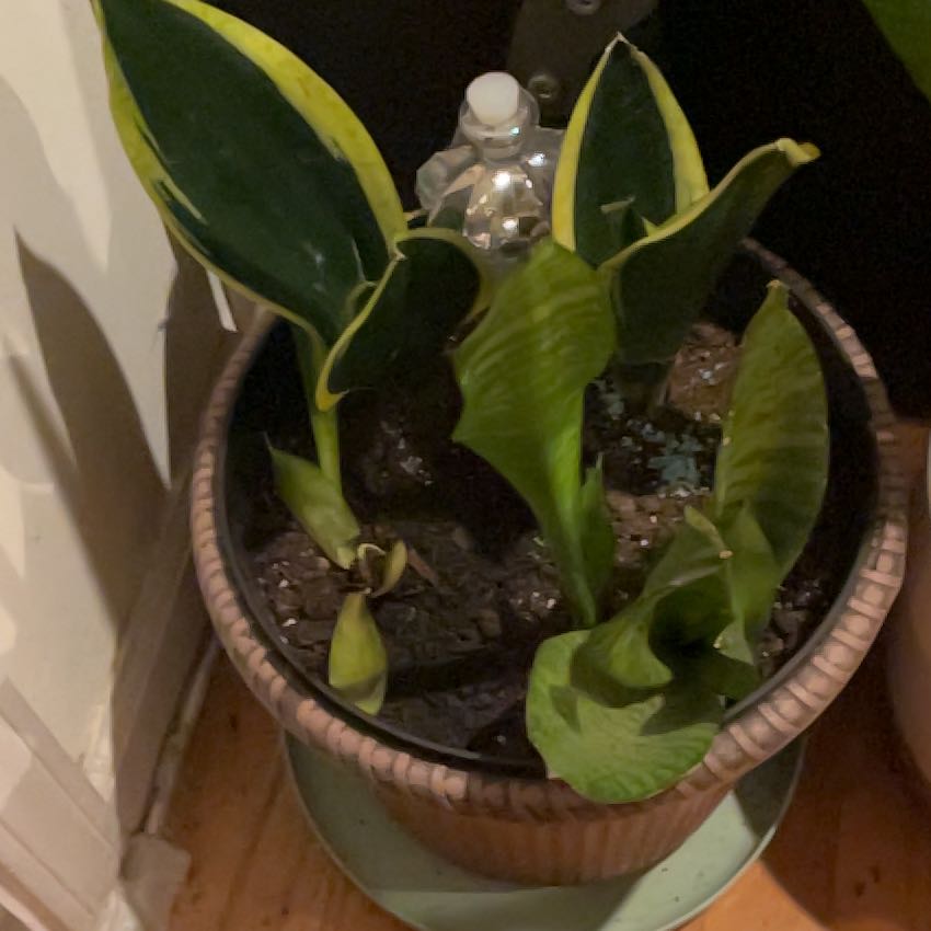 Photo of the plant species Long Strap Fern by @IdolSuriana named Delilah on Greg, the plant care app