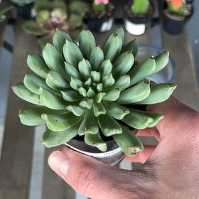 Photo of the plant species Echeveria 'Irish Mint' by @RobustTwister named Sanders on Greg, the plant care app