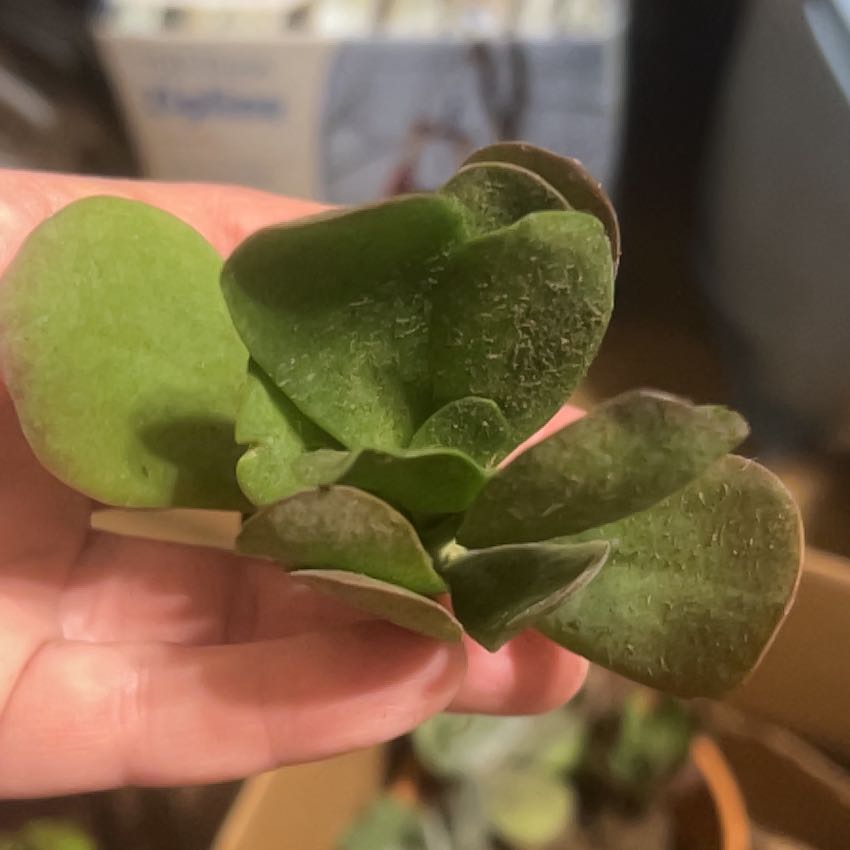 Close-up of a Kalanchoe 'Dragonfire' plant with some browning on the leaf edges, held by a hand.