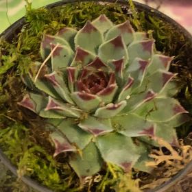 Photo of the plant species Hen and Chicks Dea by @SupermanLithop named Cleopatra on Greg, the plant care app