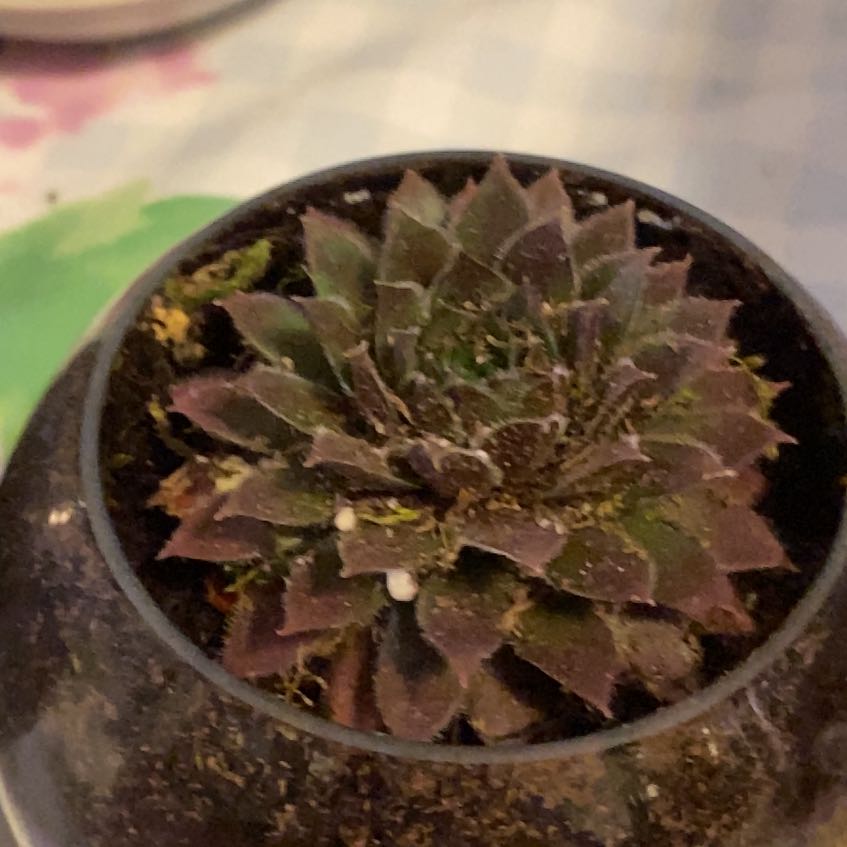Photo of the plant species Sempervivum 'Pacific Blue Ice' by @SupermanLithop named Peter Parker on Greg, the plant care app
