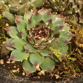 Photo of the plant species Hen and Chicks Dea by @SupermanLithop named Foxxy on Greg, the plant care app