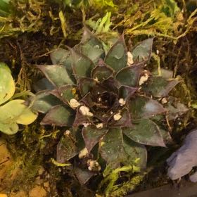 Photo of the plant species Sempervivum 'Pacific Blue Ice' by @SupermanLithop named Xena on Greg, the plant care app