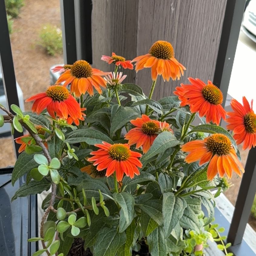 Photo of the plant species Mexican Sunflower by @AcclaimedEndive named Mochi on Greg, the plant care app