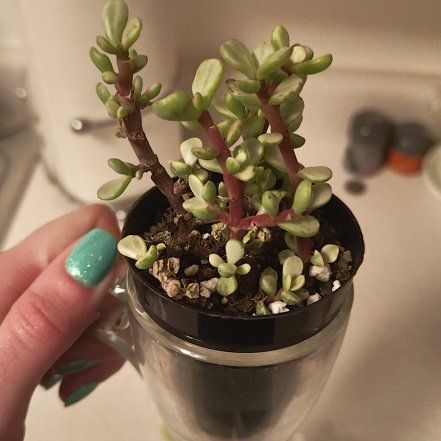 Photo of the plant species Portulacaria afra 'Snowfall' by @FamousCalendula named Janet on Greg, the plant care app